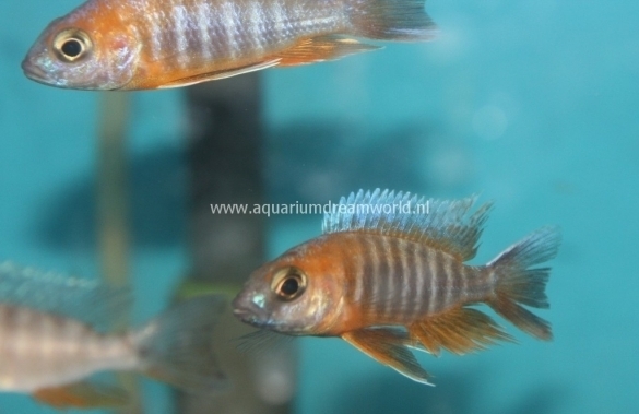 aquarium dream mall aquarium dream mall